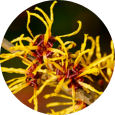 Hamamelis